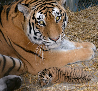Illustration for article titled ZOMG THERE ARE BABY AMUR TIGERS AND LEOPARDS!!!
